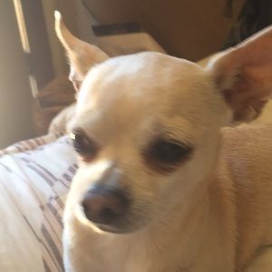 Meet your Posher, Sharon